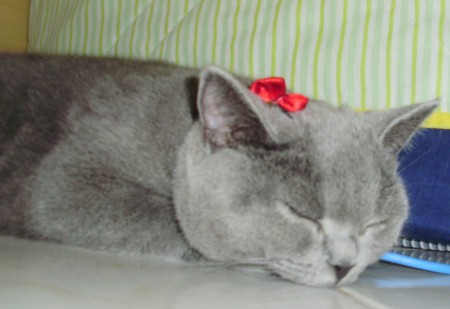 Bella aos 7 meses (de lacinho!)